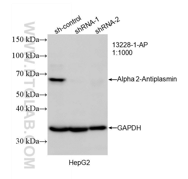 Western Blot (WB) analysis of HepG2 cells using Alpha 2-Antiplasmin Polyclonal antibody (13228-1-AP)