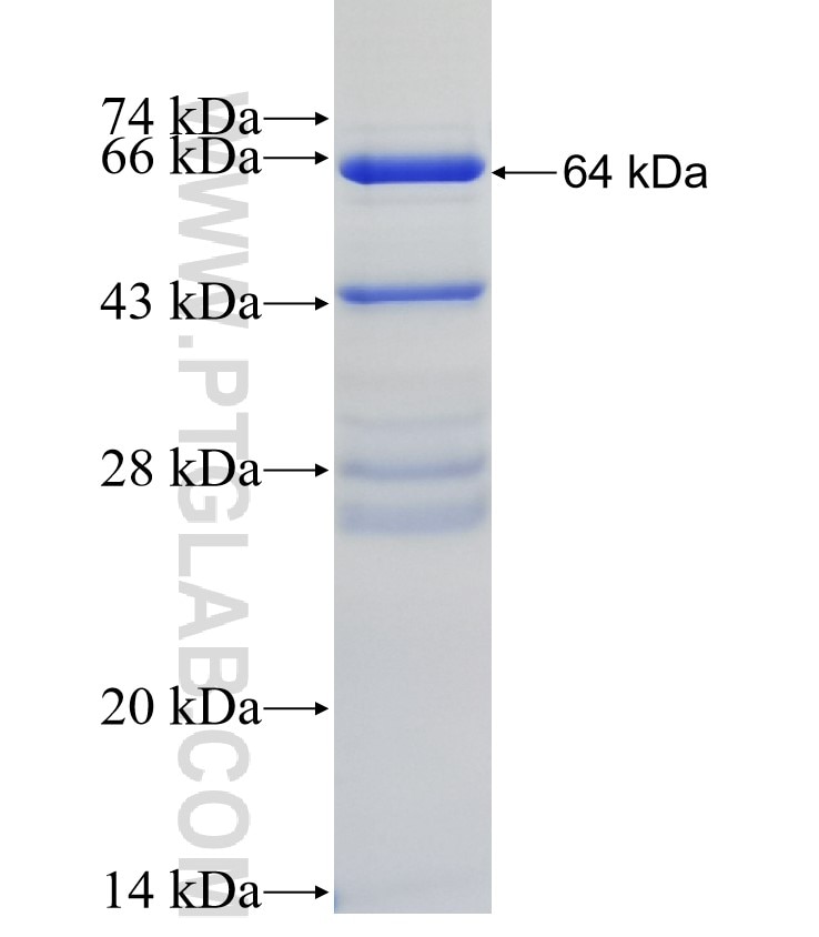 SERPINF2 fusion protein Ag4095 SDS-PAGE