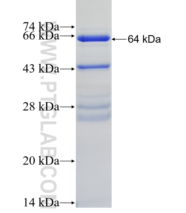 SERPINF2 fusion protein Ag4095 SDS-PAGE