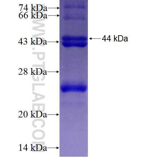 SERPINF2 fusion protein Ag6918 SDS-PAGE