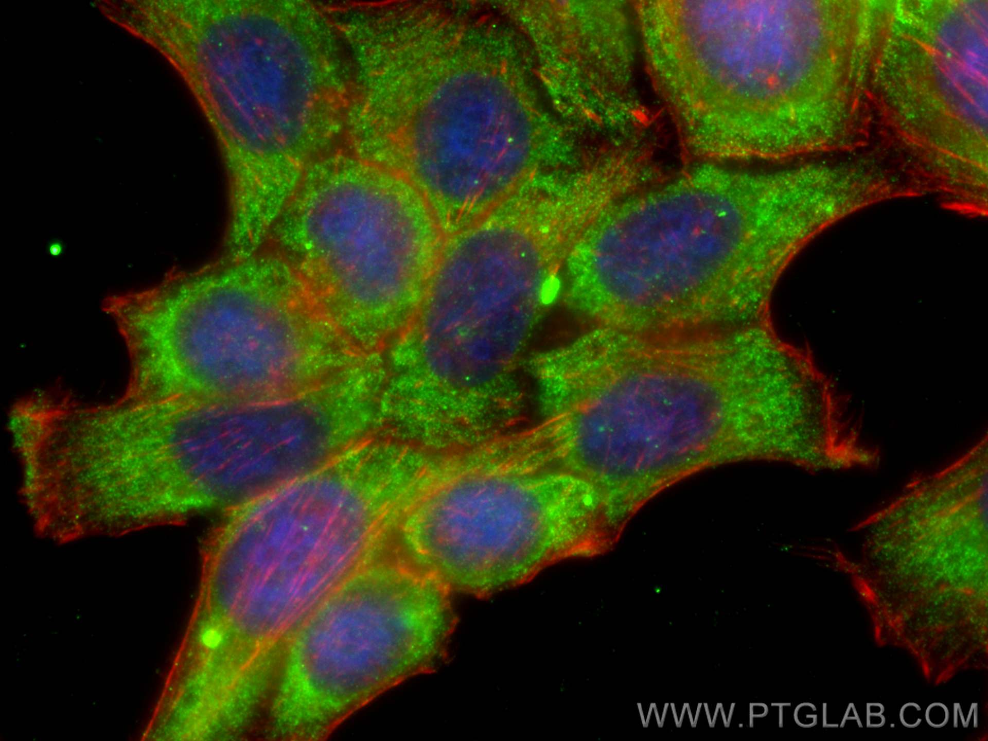 Immunofluorescence (IF) / fluorescent staining of HepG2 cells using SERPING1/C1 Inactivator Polyclonal antibody (12259-1-AP)