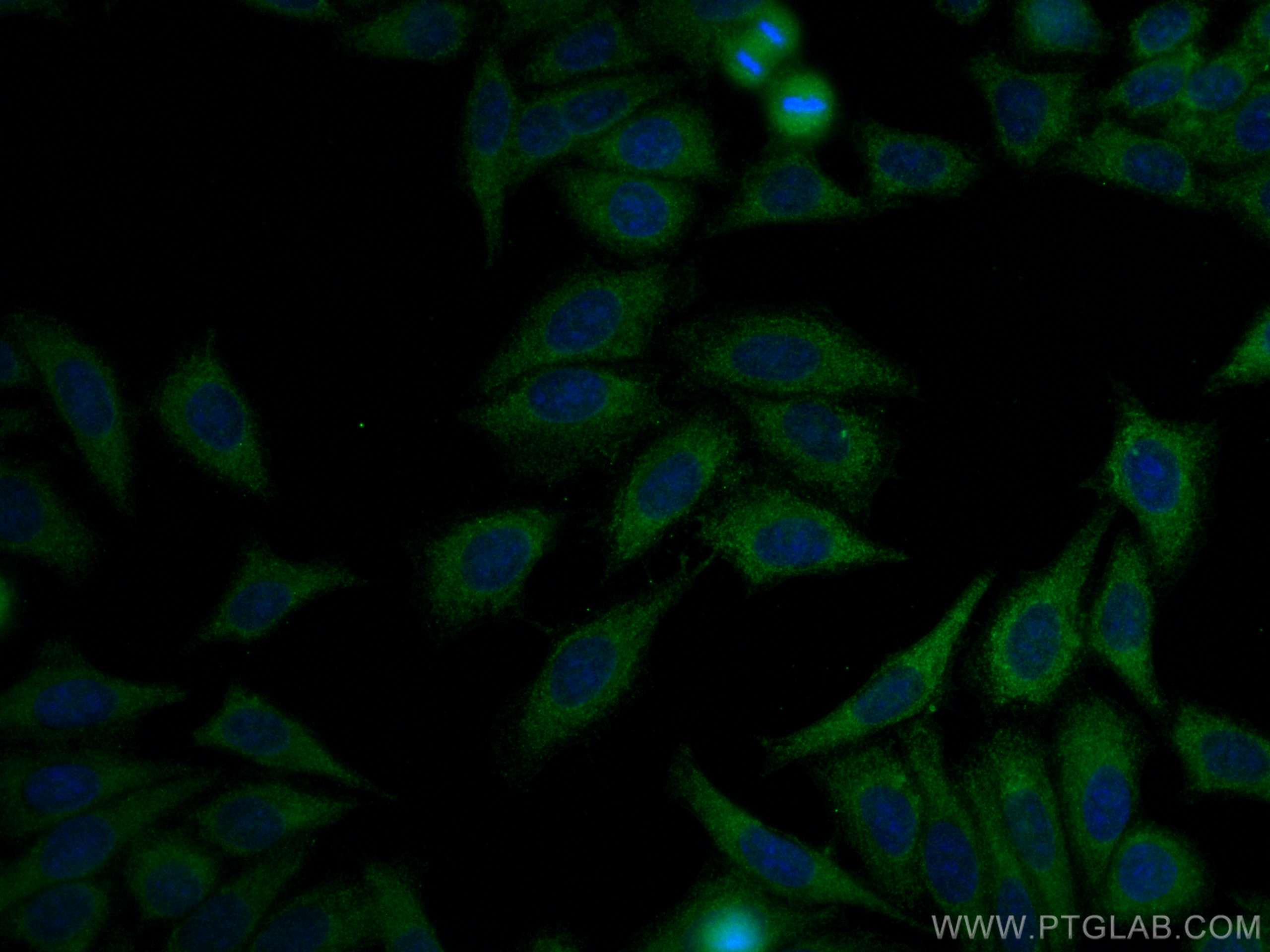 Immunofluorescence (IF) / fluorescent staining of HepG2 cells using SERPING1/C1 Inactivator Monoclonal antibody (66882-1-Ig)