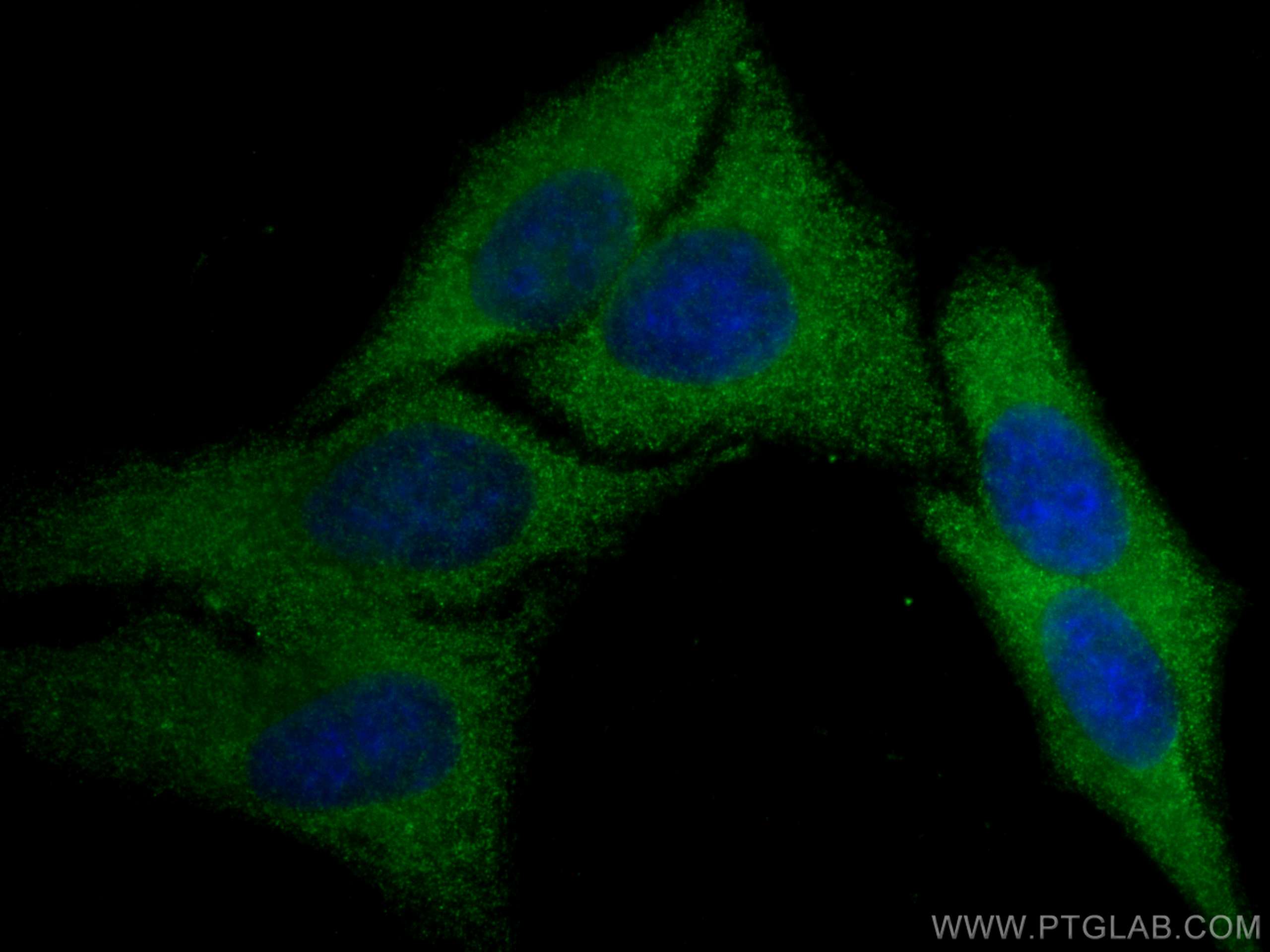 Immunofluorescence (IF) / fluorescent staining of HepG2 cells using SERPING1/C1 Inactivator Monoclonal antibody (66882-1-Ig)