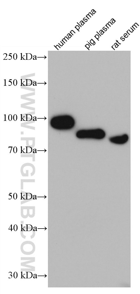 Western Blot (WB) analysis of various lysates using SERPING1/C1 Inactivator Monoclonal antibody (66882-1-Ig)