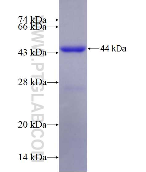 SERPING1 fusion protein Ag16782 SDS-PAGE