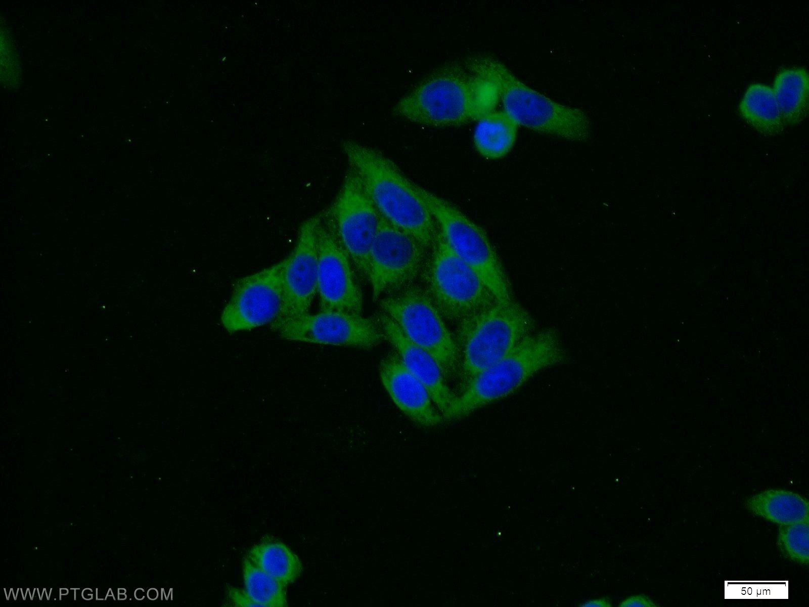 IF Staining of HeLa using 10875-1-AP