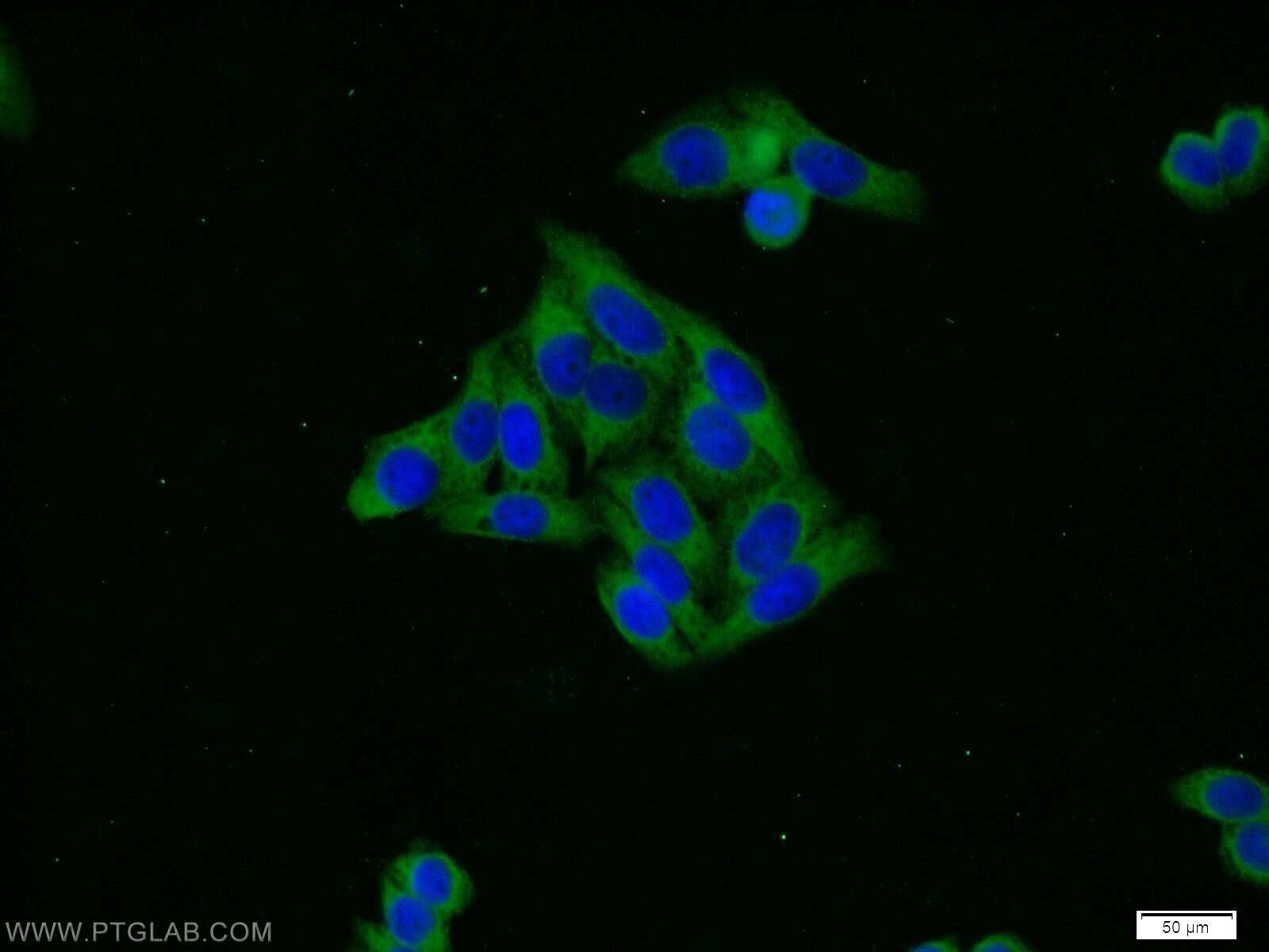 Immunofluorescence (IF) / fluorescent staining of HeLa cells using HSP47 Polyclonal antibody (10875-1-AP)