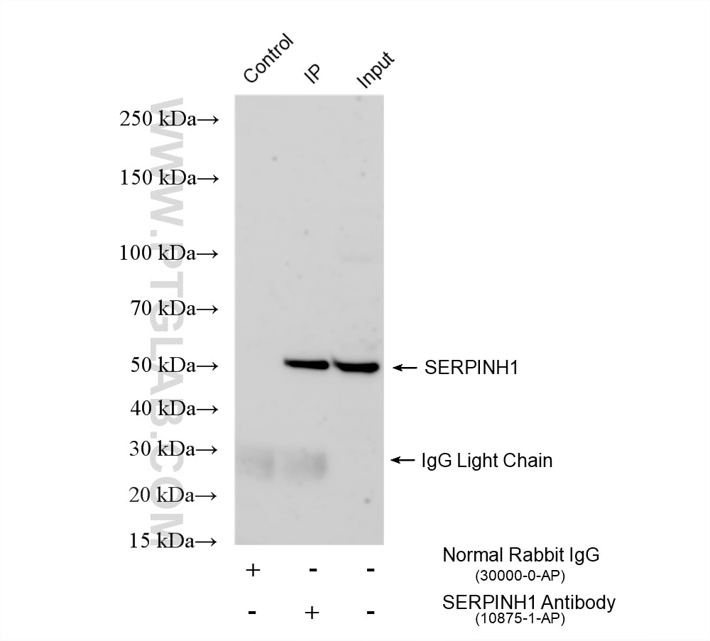 IP experiment of HT-1080 using 10875-1-AP Immunoprecipitation (IP) experiment of HT-1080 cells using HSP47/SERPINH1 Polyclonal antibody (10875-1-AP)