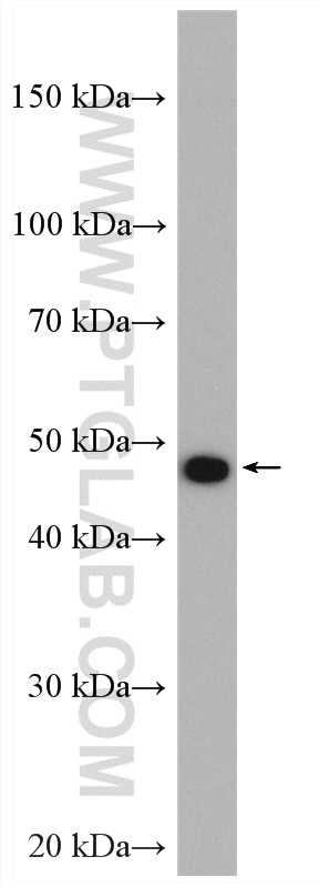Western Blot (WB) analysis of HT-1080 cells using HSP47 Polyclonal antibody (10875-1-AP)
