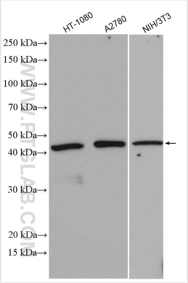 Western Blot (WB) analysis of various lysates using HSP47 Polyclonal antibody (10875-1-AP)