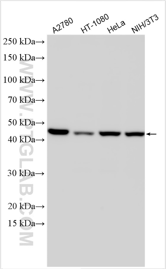 Western Blot (WB) analysis of various lysates using HSP47 Polyclonal antibody (10875-1-AP)