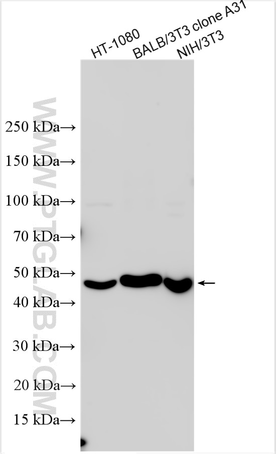Western Blot (WB) analysis of various lysates using HSP47/SERPINH1 Polyclonal antibody (10875-1-AP)