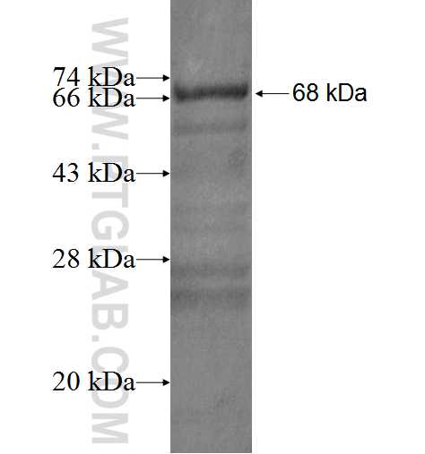 SERPINH1 fusion protein Ag1301 SDS-PAGE