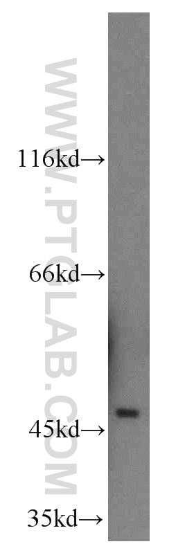 Western Blot (WB) analysis of mouse brain tissue using Neuroserpin Polyclonal antibody (12558-1-AP)