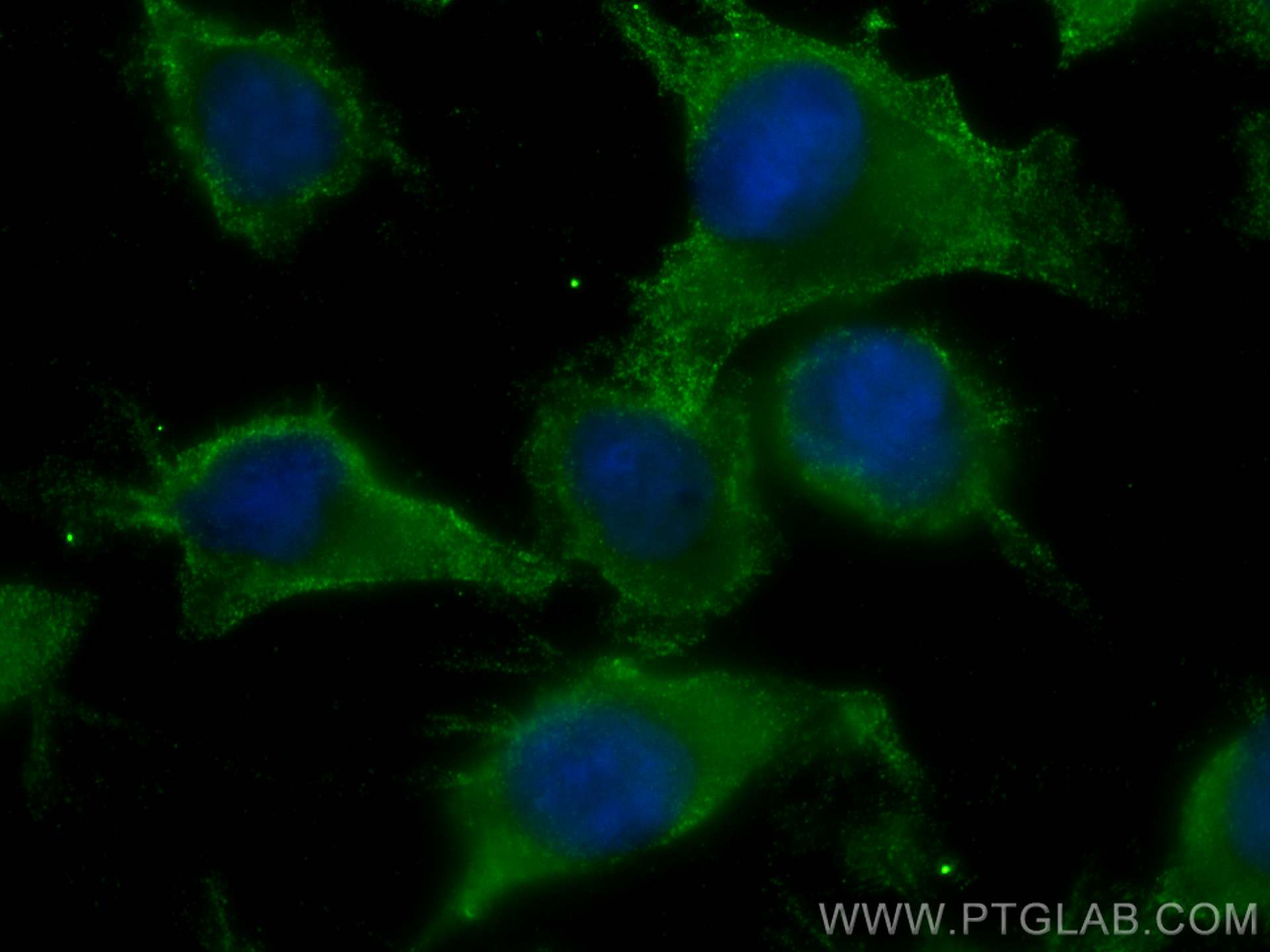 Immunofluorescence (IF) / fluorescent staining of U-251 cells using Neuroserpin Monoclonal antibody (66997-1-Ig)
