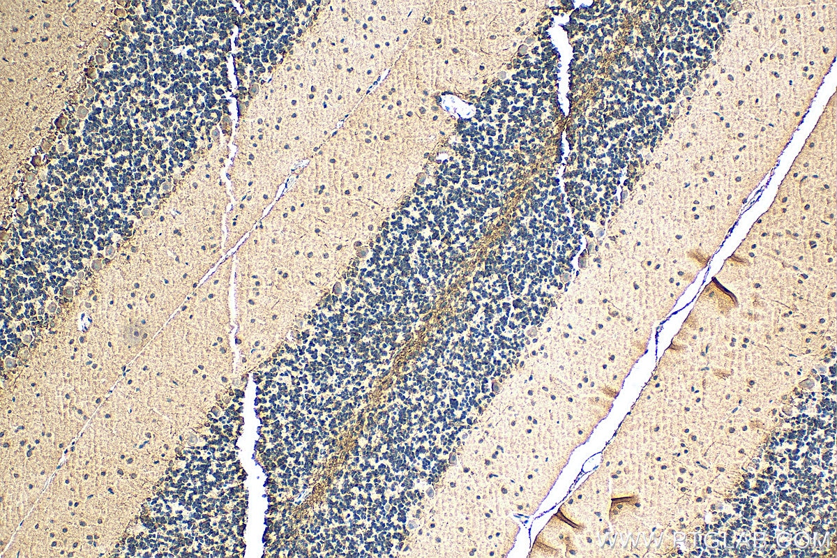 IHC staining of rat cerebellum using 66997-1-Ig