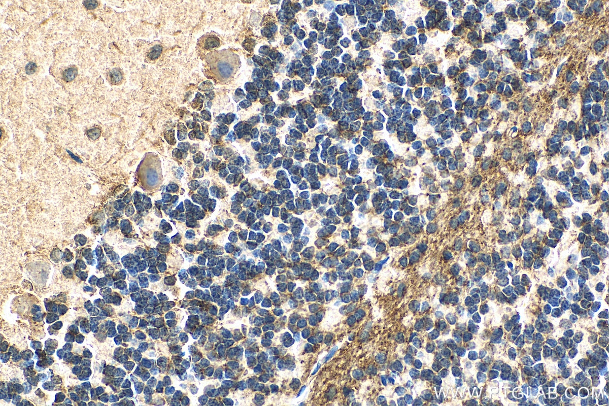 Immunohistochemistry (IHC) staining of rat cerebellum tissue using Neuroserpin Monoclonal antibody (66997-1-Ig)