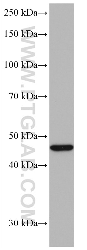 Western Blot (WB) analysis of pig brain tissue using Neuroserpin Monoclonal antibody (66997-1-Ig)