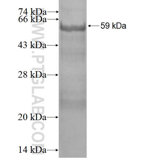 SERPINI1 fusion protein Ag3275 SDS-PAGE