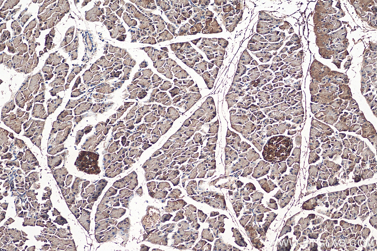 IHC staining of mouse pancreas using 13298-1-AP