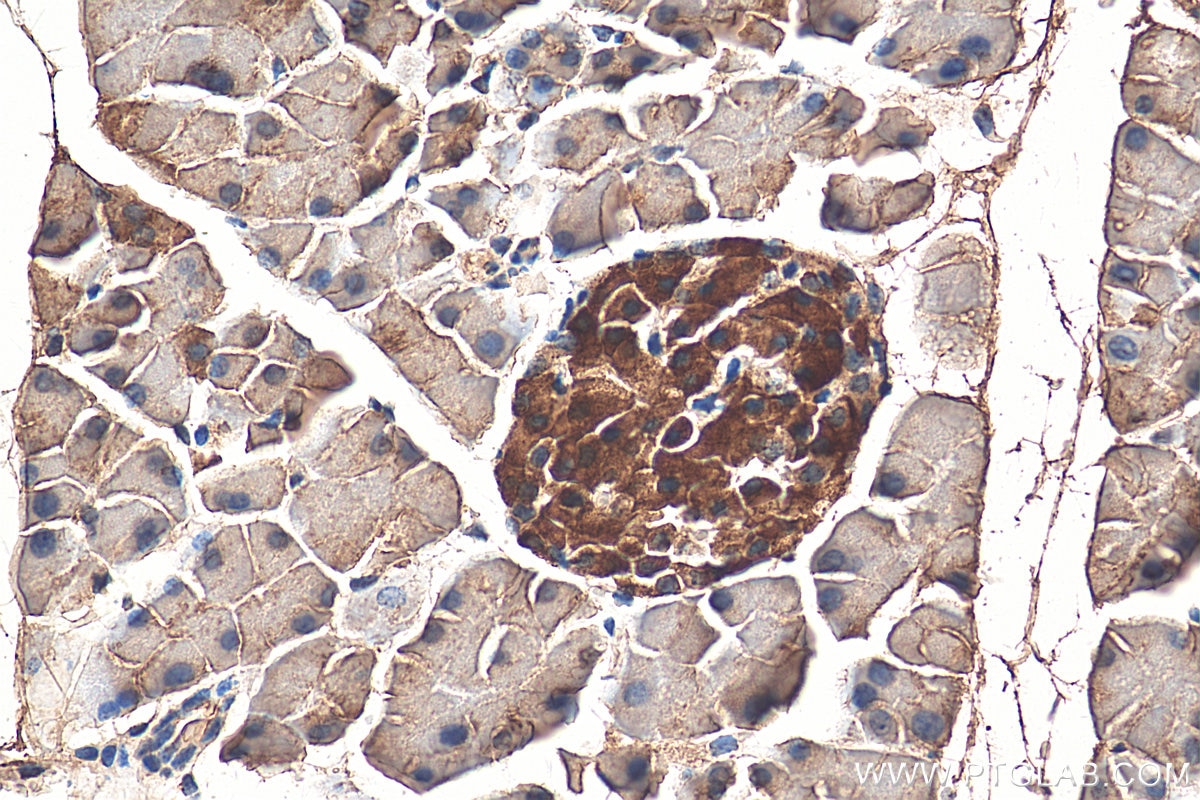 Immunohistochemistry (IHC) staining of mouse pancreas tissue using SERPINI2 Polyclonal antibody (13298-1-AP)