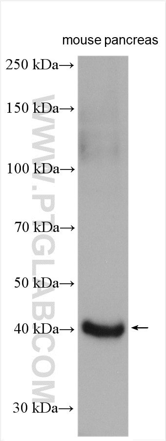 Western Blot (WB) analysis of mouse pancreas tissue using SERPINI2 Polyclonal antibody (13298-1-AP)