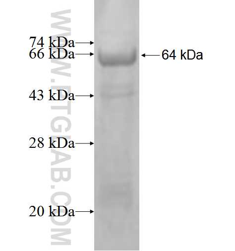 SERPINI2 fusion protein Ag4022 SDS-PAGE
