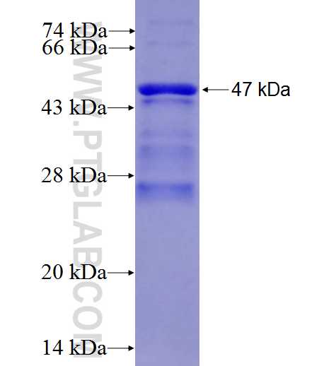 SERTAD1 fusion protein Ag0180 SDS-PAGE