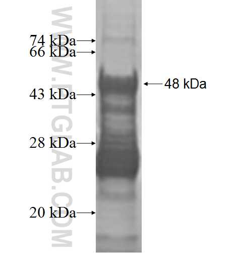 SERTAD3 fusion protein Ag9601 SDS-PAGE