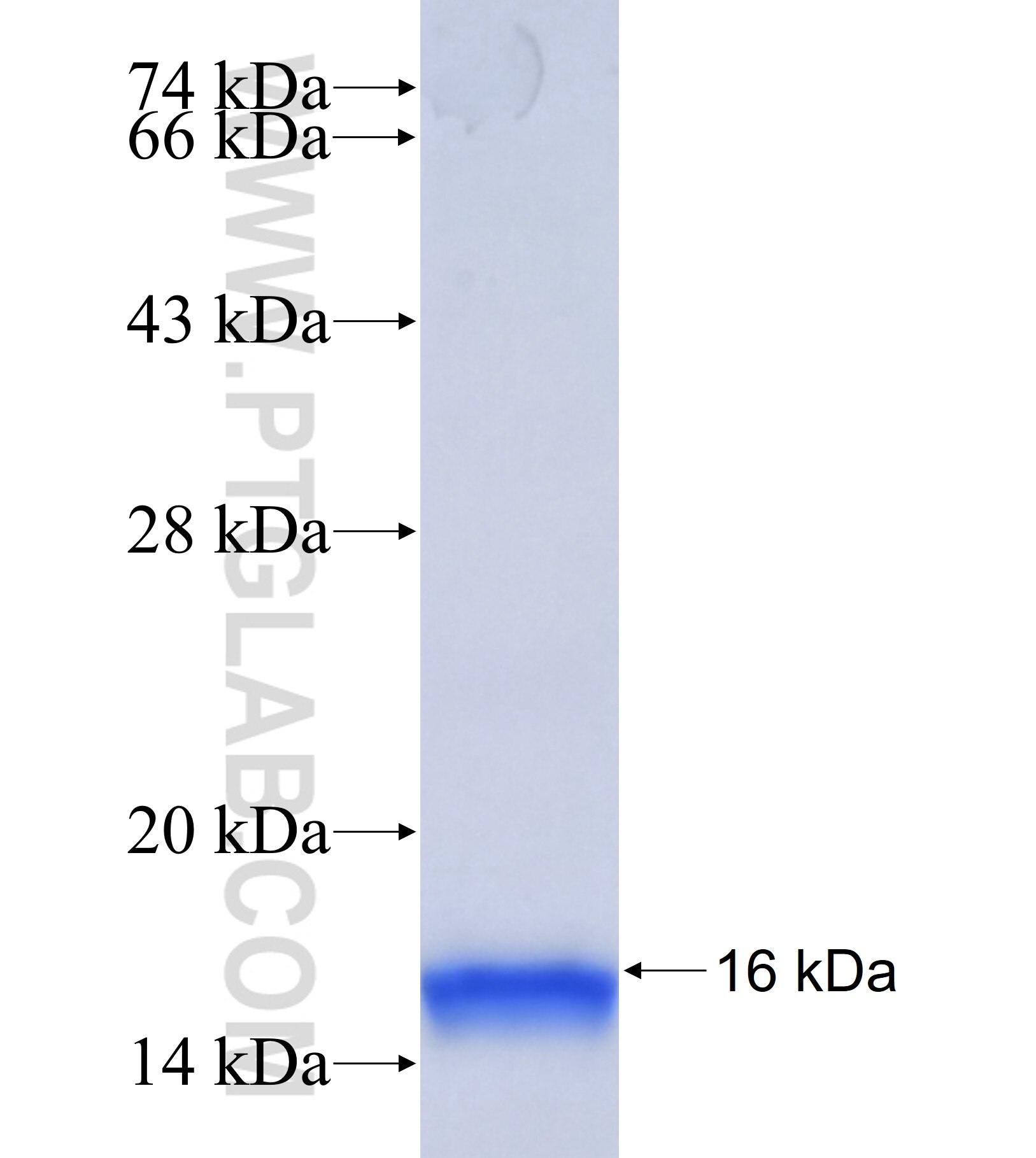 SERTAD4 fusion protein Ag40652 SDS-PAGE SERTAD4 fusion protein Ag40652 SDS-PAGE