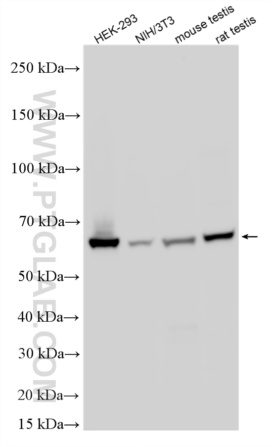WB analysis using 21668-1-AP Western Blot (WB) analysis of various lysates using SESN1 Polyclonal antibody (21668-1-AP)