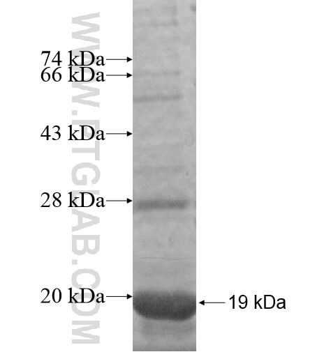 SESN2 fusion protein Ag15873 SDS-PAGE