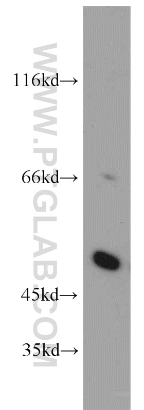 Western Blot (WB) analysis of HEK-293 cells using SESN3 Polyclonal antibody (11431-2-AP)