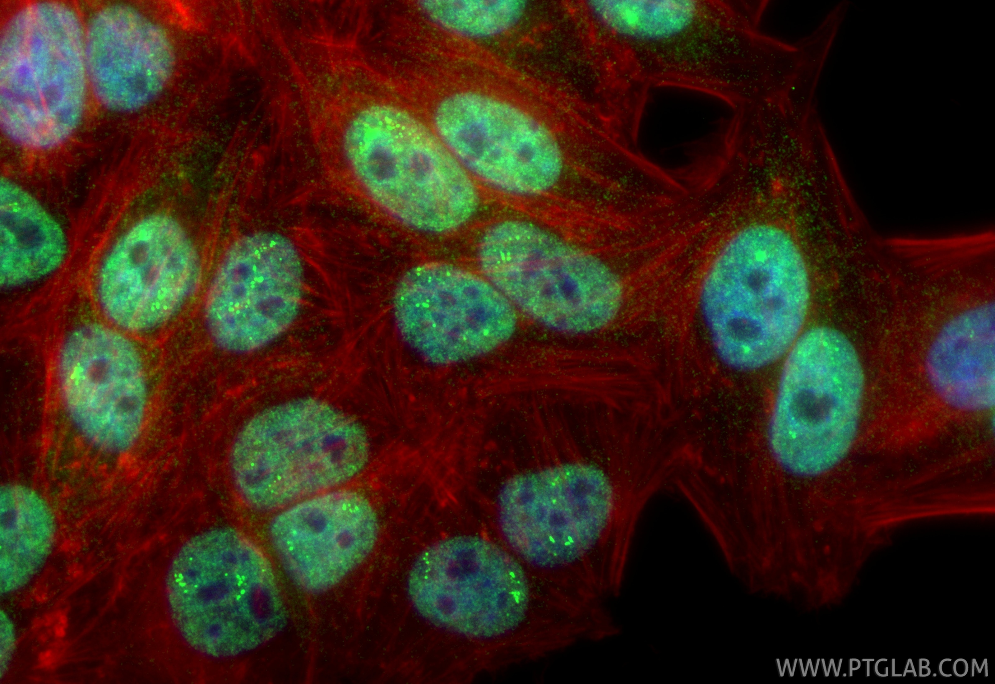 Immunofluorescence (IF) / fluorescent staining of HepG2 cells using CoraLite® Plus 488-conjugated SESN3 Recombinant an (CL488-84823-3)
