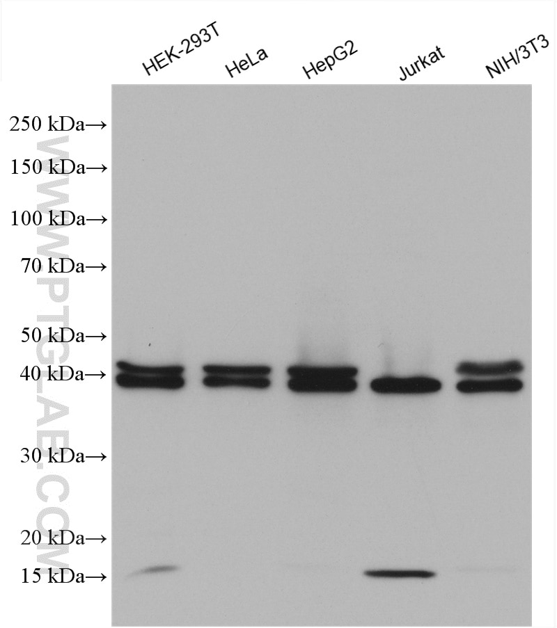 Western Blot (WB) analysis of various lysates using SET/TAF-I Polyclonal antibody (55201-1-AP)