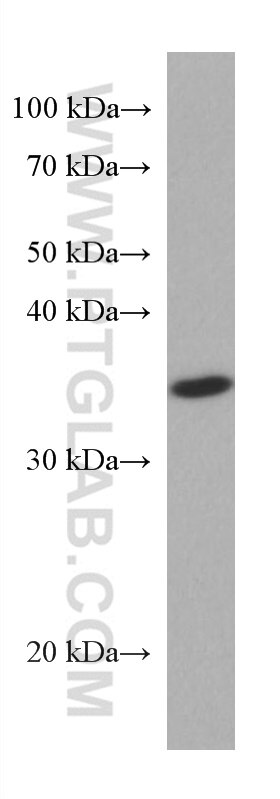 Western Blot (WB) analysis of HepG2 cells using SET Monoclonal antibody (67478-1-Ig)