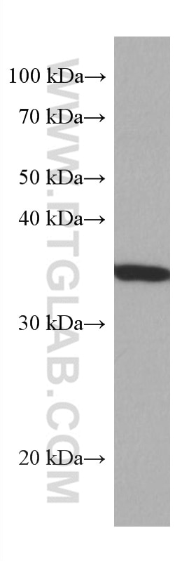 Western Blot (WB) analysis of HSC-T6 cells using SET Monoclonal antibody (67478-1-Ig)