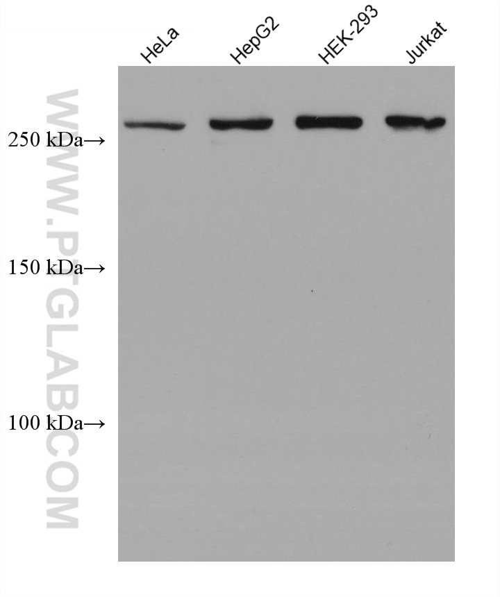 Western Blot (WB) analysis of various lysates using SETD1A Monoclonal antibody (67936-1-Ig)