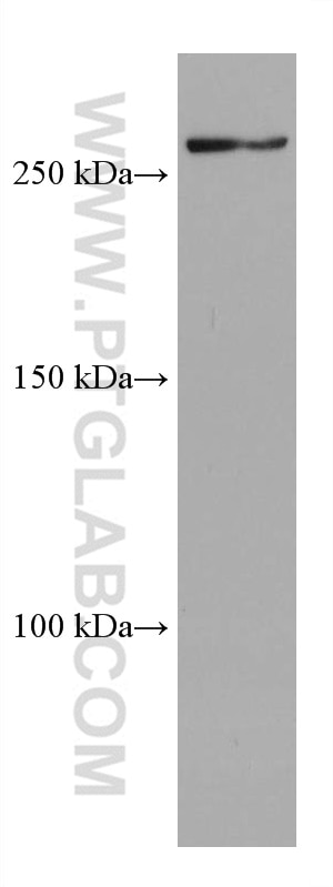 Western Blot (WB) analysis of NIH/3T3 cells using SETD1A Monoclonal antibody (67936-1-Ig)