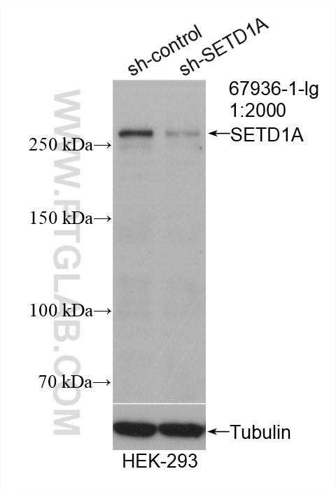 Western Blot (WB) analysis of HEK-293 cells using SETD1A Monoclonal antibody (67936-1-Ig)