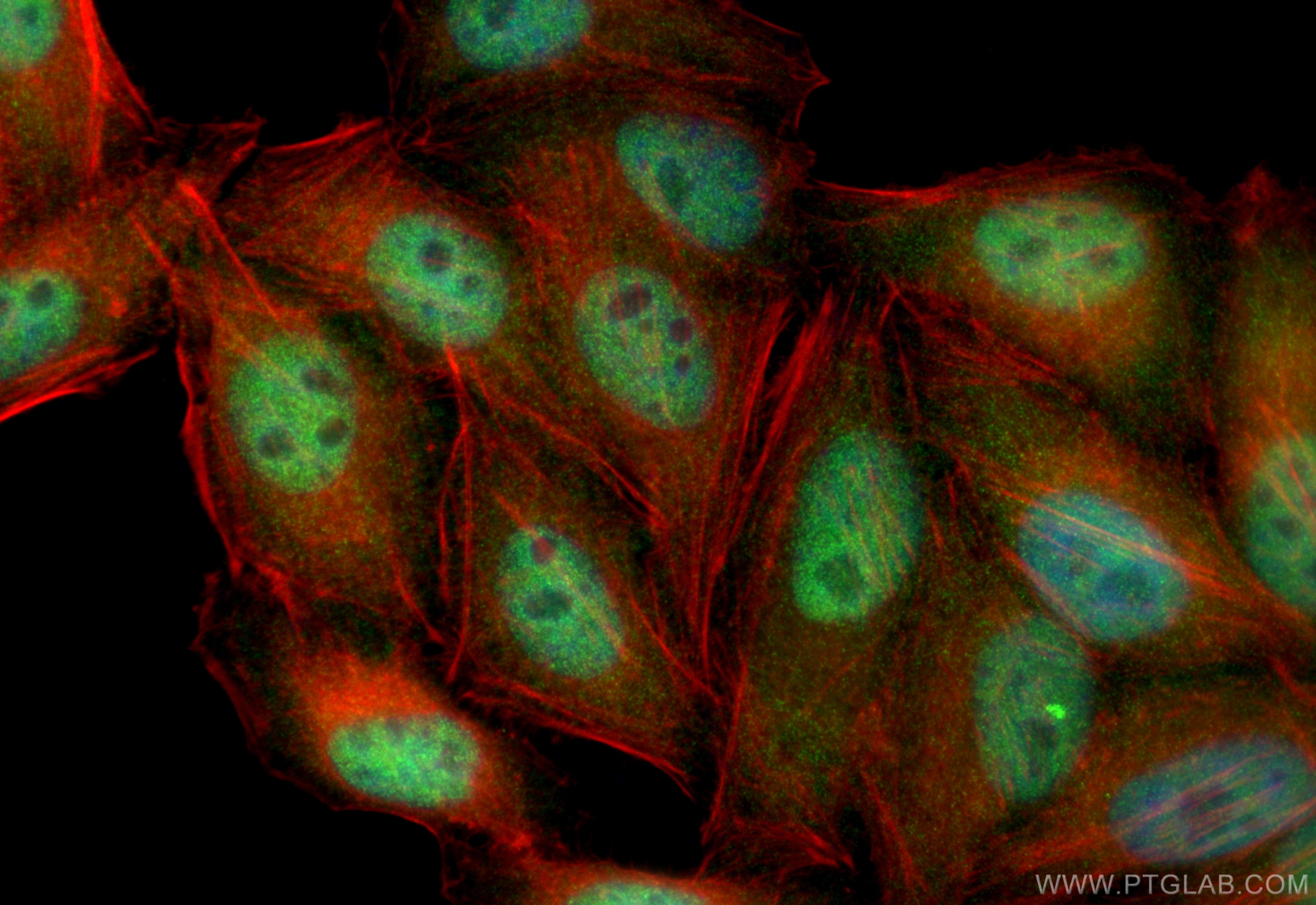 Immunofluorescence (IF) / fluorescent staining of HepG2 cells using SETD1B Polyclonal antibody (55005-1-AP)