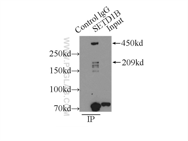 Immunoprecipitation (IP) experiment of MCF-7 cells using SETD1B Polyclonal antibody (55005-1-AP)