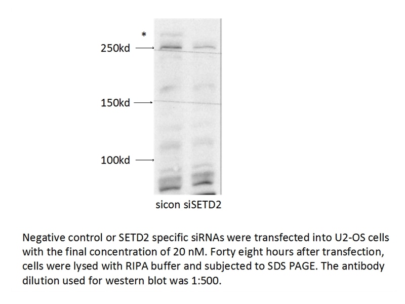 Western Blot (WB) analysis of U2OS cells using SETD2 Polyclonal antibody (55377-1-AP)