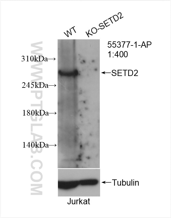 Western Blot (WB) analysis of Jurkat cells using SETD2 Polyclonal antibody (55377-1-AP)