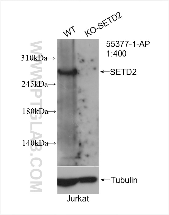 WB analysis of Jurkat using 55377-1-AP