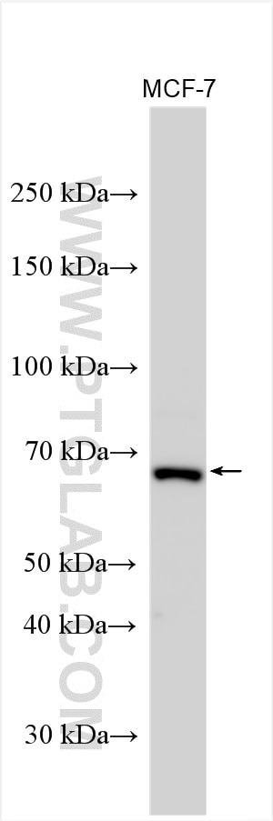 Western Blot (WB) analysis of various lysates using SETD3 Polyclonal antibody (28692-1-AP)