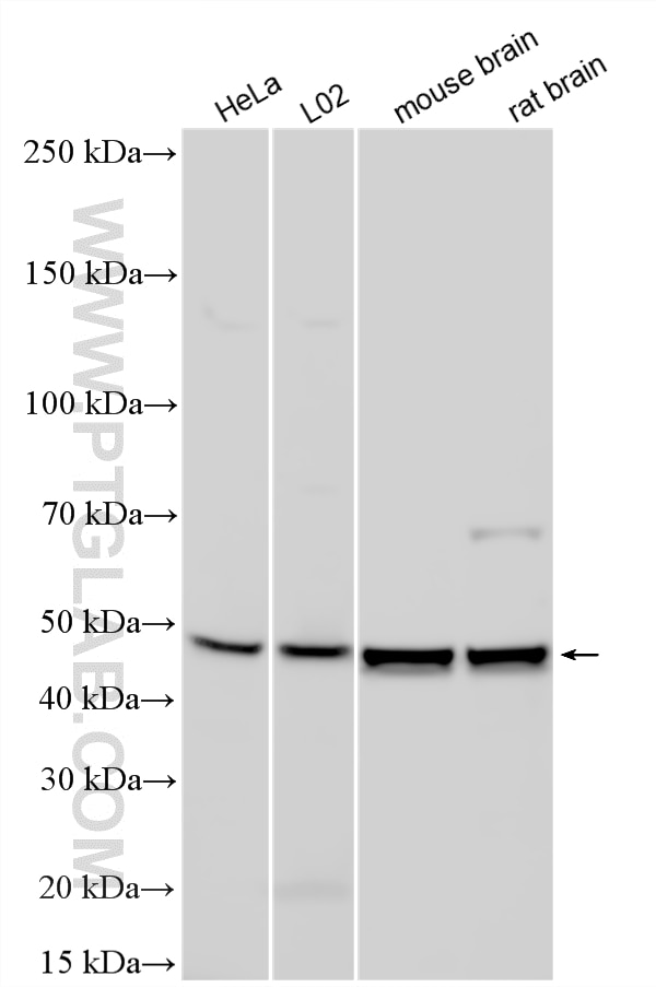 WB analysis using 24840-1-AP Western Blot (WB) analysis of various lysates using SETD7 Polyclonal antibody (24840-1-AP)