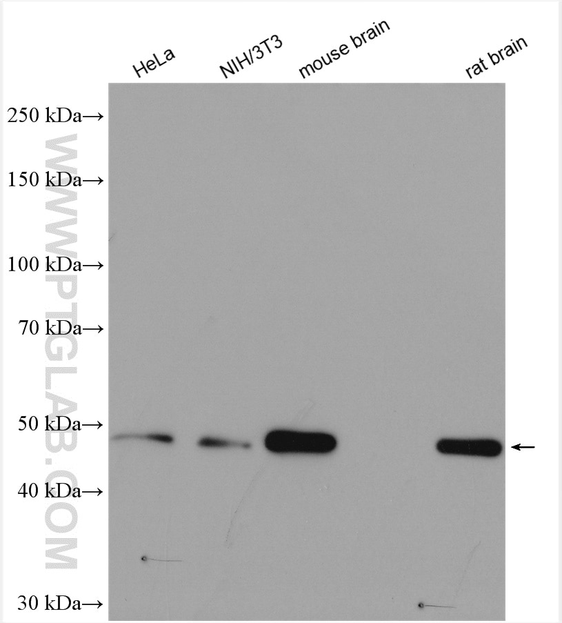 Western Blot (WB) analysis of various lysates using SETD7 Polyclonal antibody (24840-1-AP)