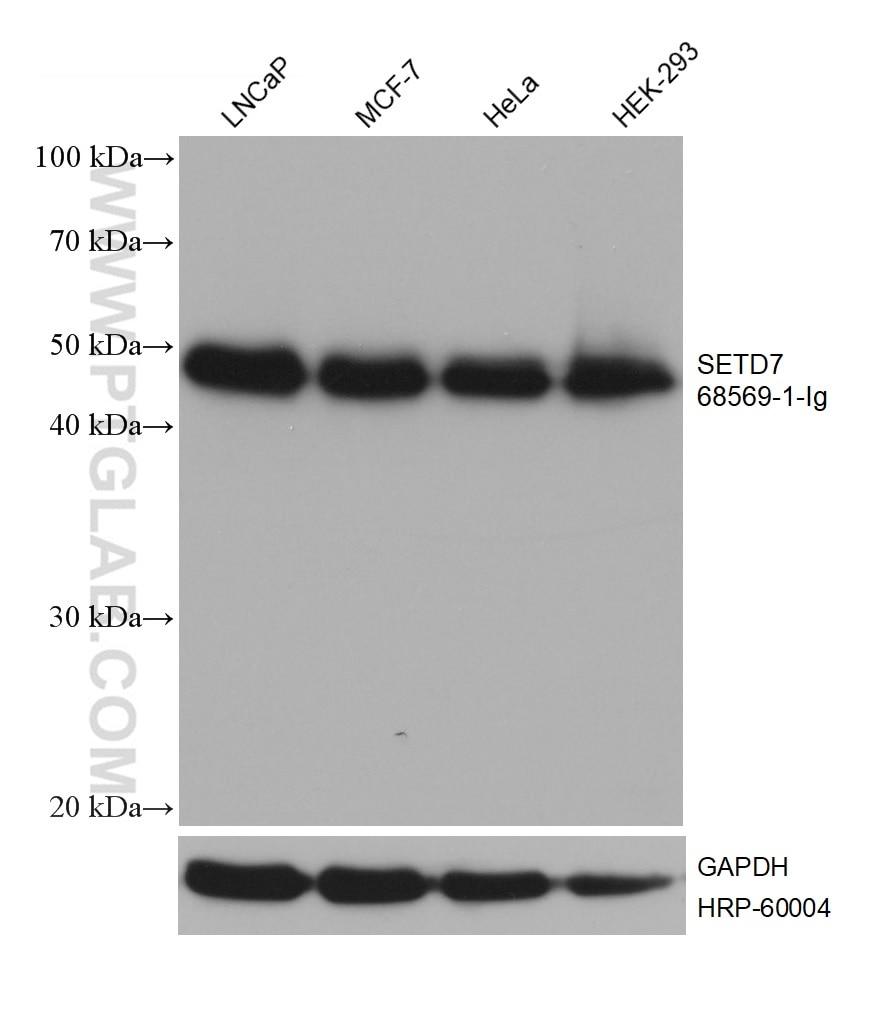 Western Blot (WB) analysis of various lysates using SETD7 Monoclonal antibody (68569-1-Ig)