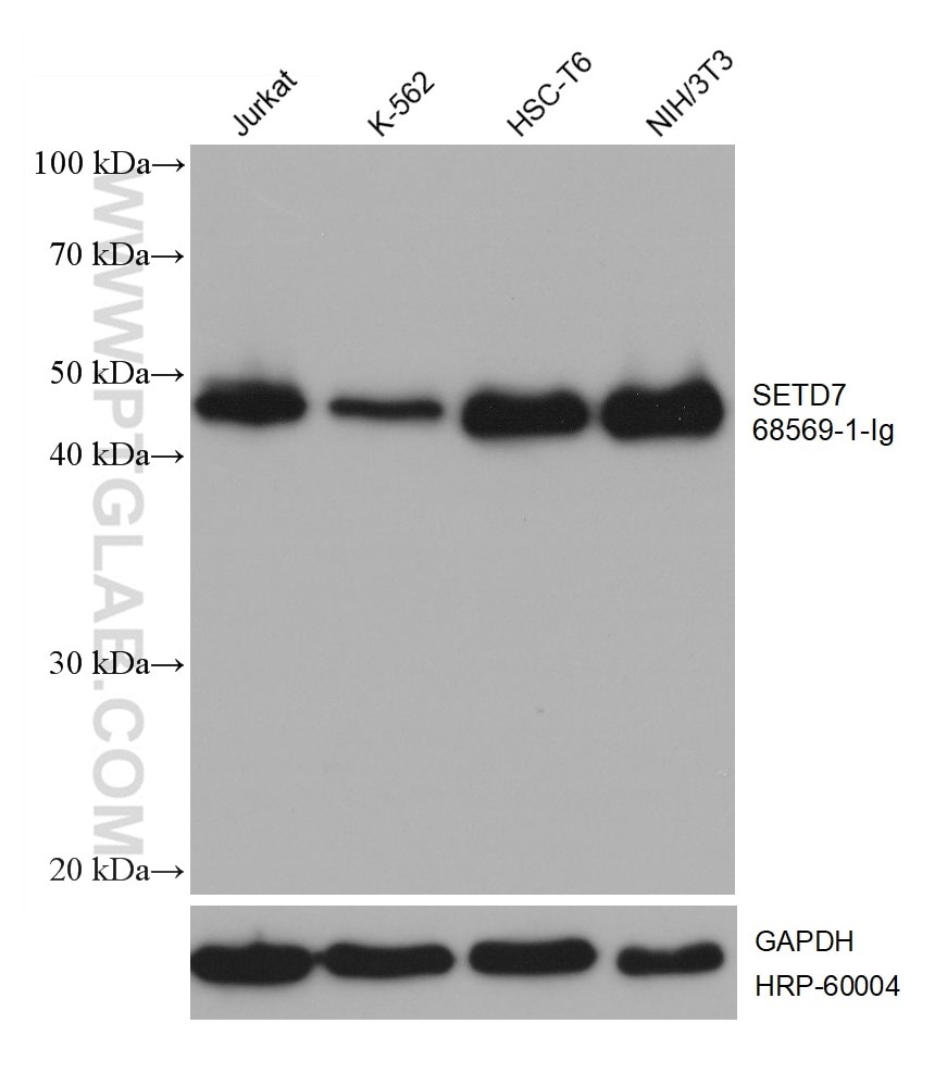 Western Blot (WB) analysis of various lysates using SETD7 Monoclonal antibody (68569-1-Ig)